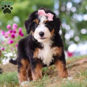 Maggie May, Mini Bernedoodle Puppy